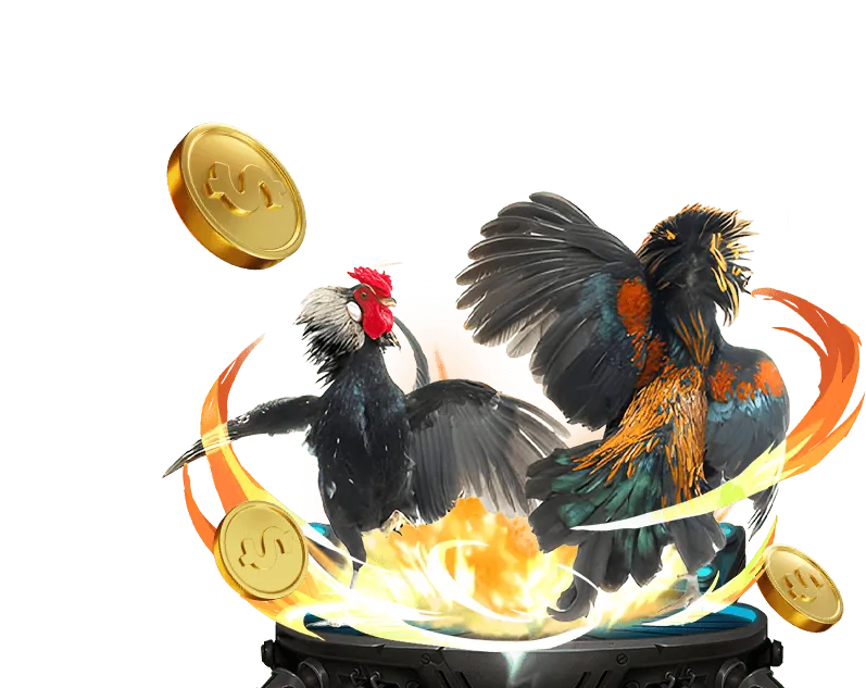 Đá gà Thomo trực tiếp trên g888